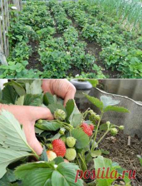 Выращивание земляники. Мульча для земляники | Креативные идеи - для дома, для сада, вязание, шитье, описание моделей