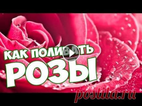КАК ПРАВИЛЬНО ПОЛИВАТЬ РОЗЫ?  УХОД ЗА РОЗАМИ - КАК ПОЛИВАТЬ РОЗЫ Центральное место почти в каждом саду занимает роза, известная как королева цветов. Этот титул цветок заработал не ...
