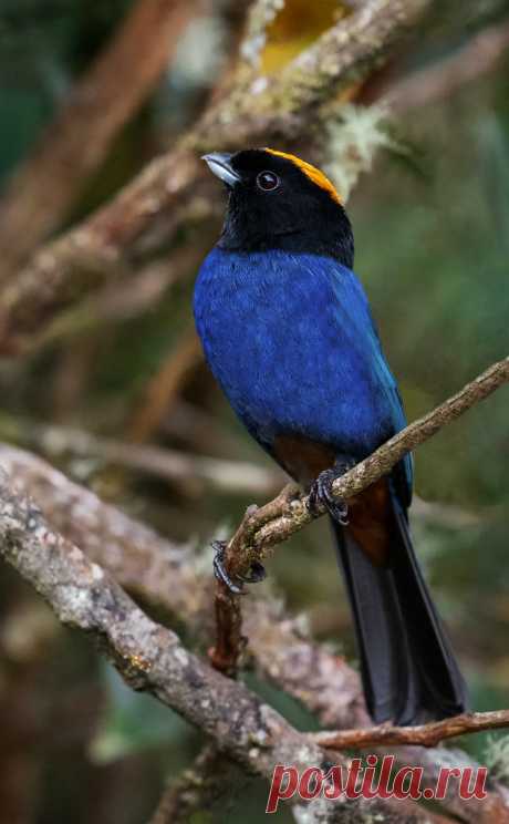 Iridosornis rufivertex - Golden-crowned Tanager - Tangara Coronidorada - Musguerito Paramuno 08 Esta es una de mis aves preferidas de los andes, simplemente porque es bella a rabiar. Muchos fotógrafos le han logrado imágenes fantásticas y yo no me canso de admirarlas. Esta vez me regaló cuatro fotografías que me dejaron contento, aunque siempre querré hacerle una mejor. Con este pajarito el problema siempre es del fotógrafo, porque lo que es el bicho es un sujeto de sueño....