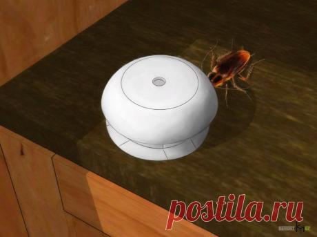 Как выиграть войну с тараканами — Наши дома
