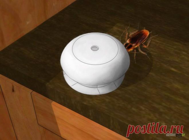 Как выиграть войну с тараканами — Наши дома