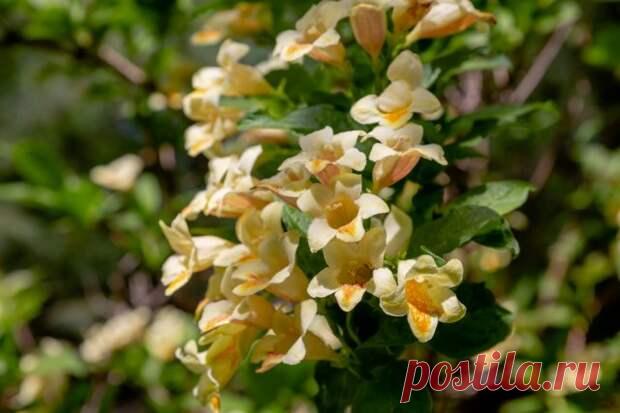 Какие кустарники растут в вашем саду – сирень, чубушник, кизильник, гортензия? Может быть, пришло время разнообразить привычный перечень и попробовать вырастить что-то необычное и редкое? При выборе растения для своего сада, и кустарники здесь не исключение, в первую очередь обращайте внимание не - 21 февраля - 43632804297 - Медиаплатформа МирТесен