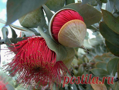 (44) Одноклассники