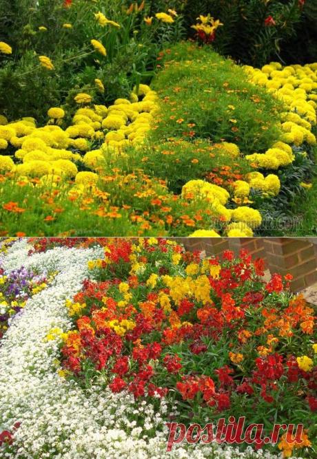 Выбираем, какие цветы посадить осенью на даче