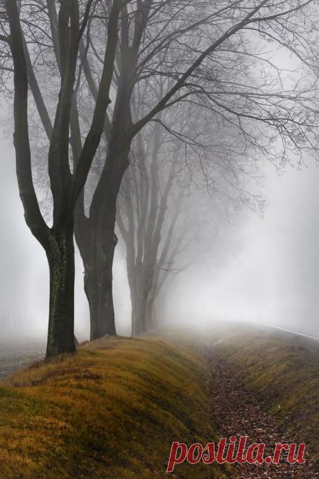 Misaki S  Tree &amp; Path