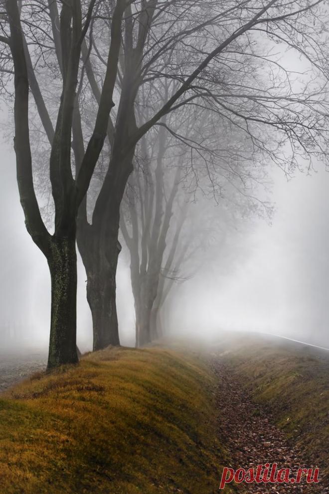 Misaki S  Tree & Path