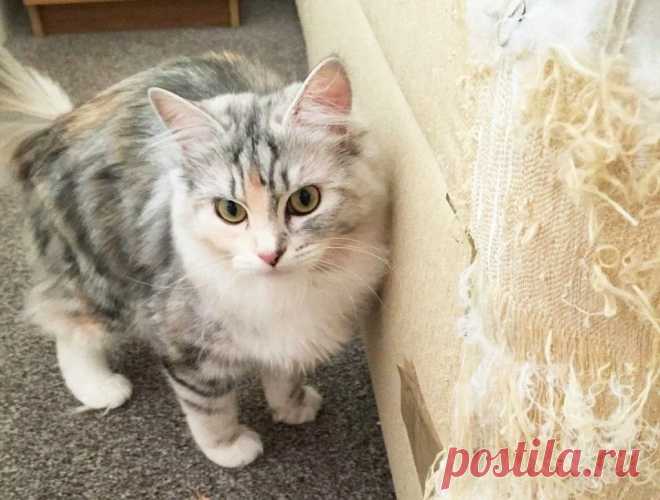 Как отучить кошку драть обои и диван? Кошка - зверь неоднозначный. Она может одновременно принести с собой уют своим мягким мурчаньем и разрушения посредством острых когтей. Особенно 