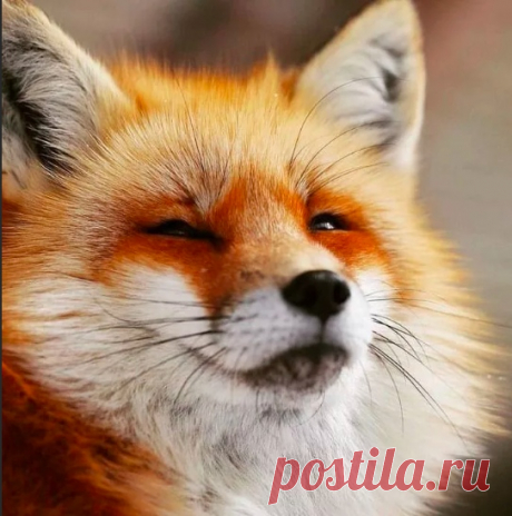 Коварные лисяки-подозреваки