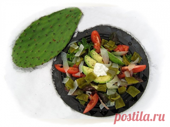 Кактус НОПАЛЬ (Nopal) – полезная ОПУНЦИЯ! Как готовить? | Юлия Мирошниченко (Lalaka) | Дзен