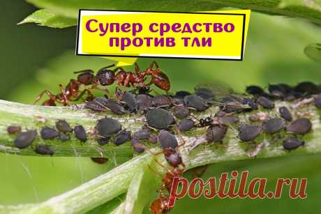Как уничтожить всю тлю на участке | Урожайная грядка ❀ | Дзен