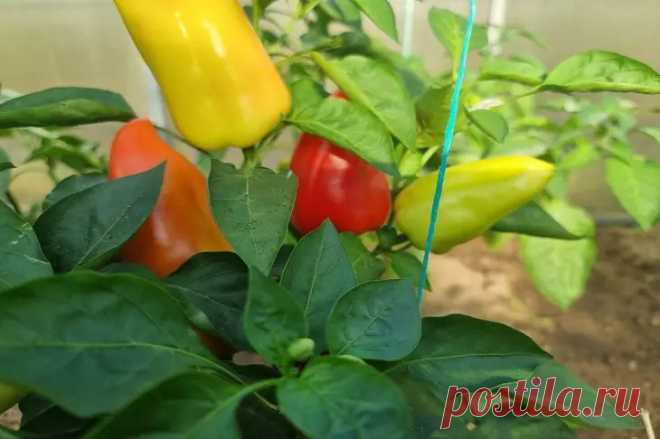 Garden Lighting Backyard garden layout, Garden layout vegetable, Garden layout