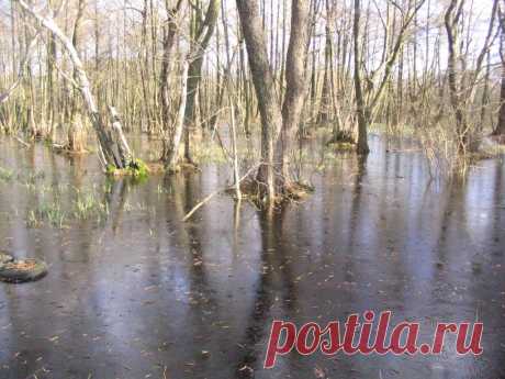 Panoramio - Photo of Sumpfgebiet auf Kasernengelände