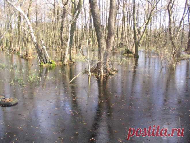 Panoramio - Photo of Sumpfgebiet auf Kasernengelände