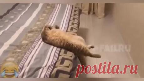 ЛУЧШИЕ ПРИКОЛЫ С ЖИВОТНЫМИ