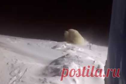 Эпичная драка белых медвежат на Ямале попала на видео. В вахтовом поселке Харасавэй на Ямале белые медвежата устроили эпичную драку. На кадрах видно, как белые медвежата в снегу надавали друг другу оплеух. Но никто из косолапых участников конфликта серьезные травмы не получил. Жители Ямала после появления ролика предположили, что медведи не поделили еду и подрались.