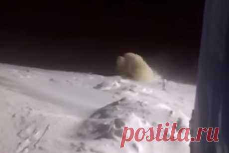 Эпичная драка белых медвежат на Ямале попала на видео. В вахтовом поселке Харасавэй на Ямале белые медвежата устроили эпичную драку. На кадрах видно, как белые медвежата в снегу надавали друг другу оплеух. Но никто из косолапых участников конфликта серьезные травмы не получил. Жители Ямала после появления ролика предположили, что медведи не поделили еду и подрались.
