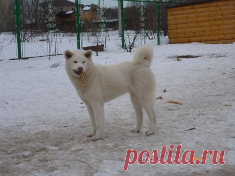 красавица, белая Акита