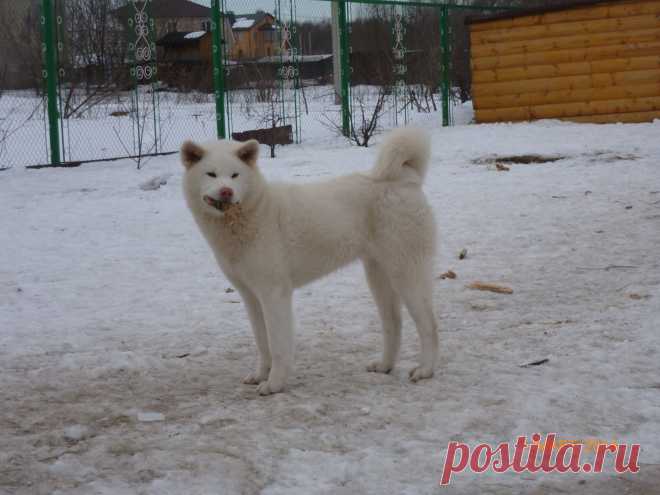 красавица, белая Акита