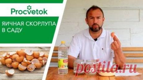 Яичная скорлупа как удобрение.
