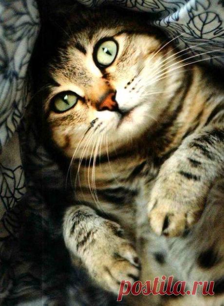 ♥ ЖИВОТНЫЕ ♥ ПРИРОДА ♥
