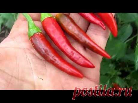 Demon Red - Комнатный острый перец.