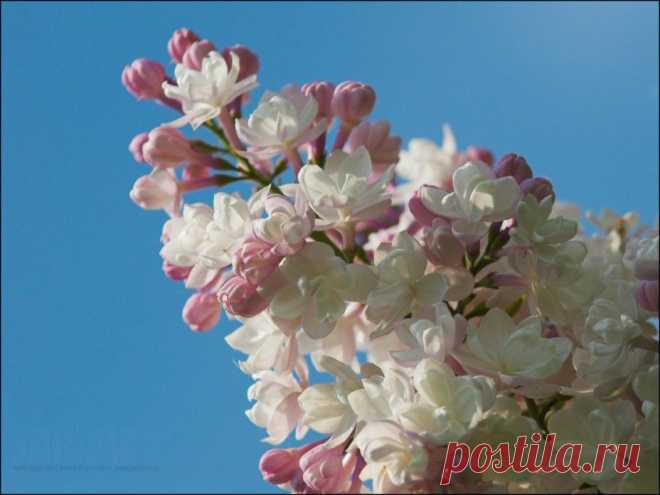 Сирень , размножение