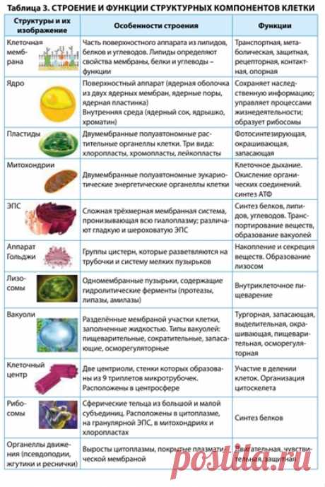 КЛЕТОЧНЫЕ СТРУКТУРЫ