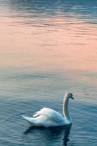 Лебедь