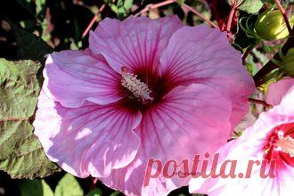 ГИБИСКУСЫ ТРАВЯНИСТЫЕ(КОРНИ)..на ОСЕНЬ 2016 г - № 100