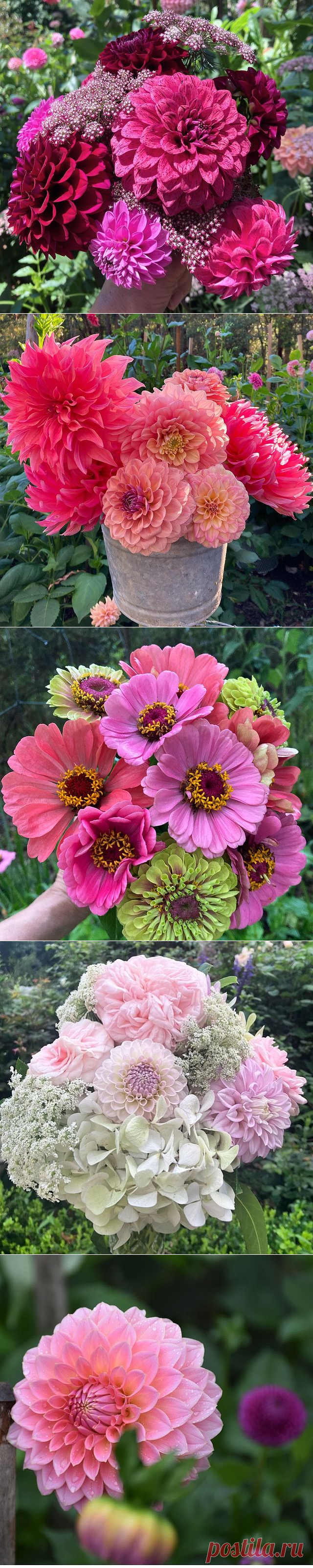 Carolynn Manners (@carolynnmanners_gardens) • Фото и видео в Instagram