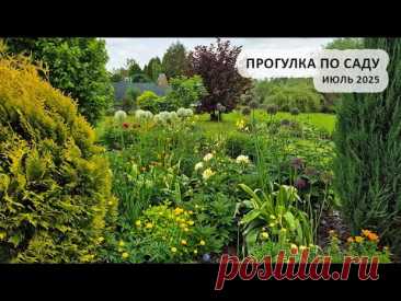 Прогулка по саду в июле, сезон 2025