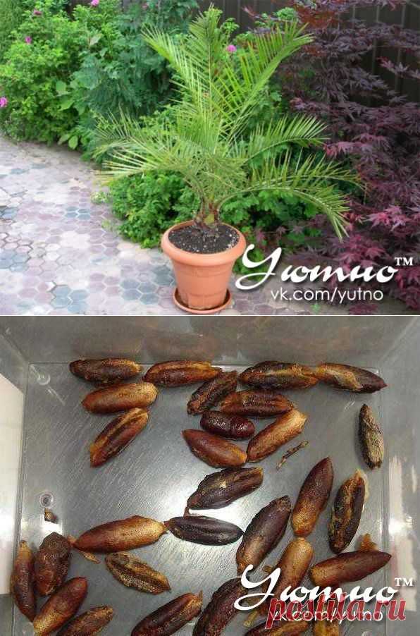 Выращиваем из косточки финиковую пальму