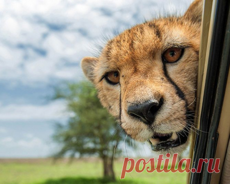 Необычные фотографии животных . Конкурс Comedy Wildlife photography Awards 2015 .