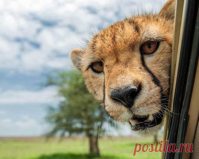 Необычные фотографии животных . Конкурс Comedy Wildlife photography Awards 2015 .