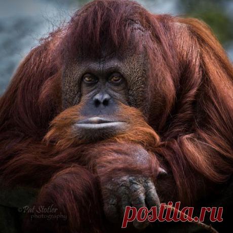 Надобностями -