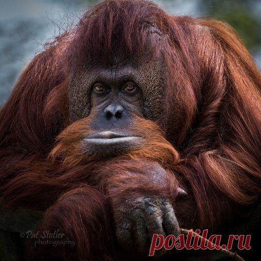 Надобностями -