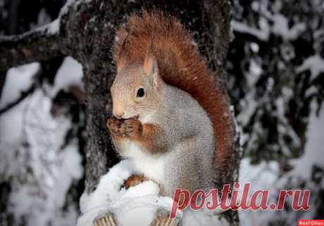 Фото: В зимнем лесу.... Фотолюбитель Татьяна Соловьева (Тата). Природа - Фотосайт Расфокус.ру