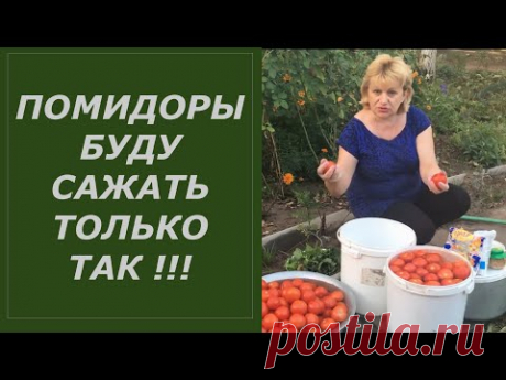 ПОМИДОРЫ БУДУ САЖАТЬ ТОЛЬКО ТАК ЭТО НАДЕЖНО ОТ ФИТОФТОРЫ
