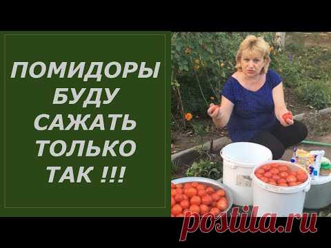 ПОМИДОРЫ БУДУ САЖАТЬ ТОЛЬКО ТАК ЭТО НАДЕЖНО ОТ ФИТОФТОРЫ