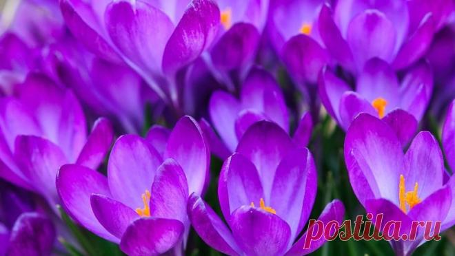 Целебные свойства шафрана