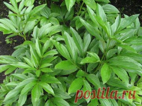 Узнать, почему не цветёт пион, а даёт только листву, можно внимательно, наблюдая за растением — Домашние заботы