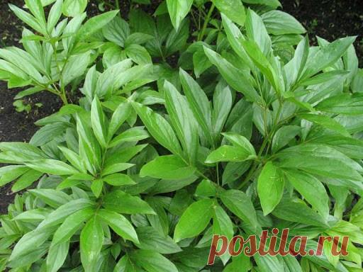 Узнать, почему не цветёт пион, а даёт только листву, можно внимательно, наблюдая за растением — Домашние заботы