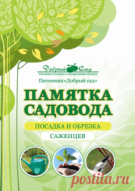 Купить саженцы и крупномеры винограда в Москве оптом и в розницу