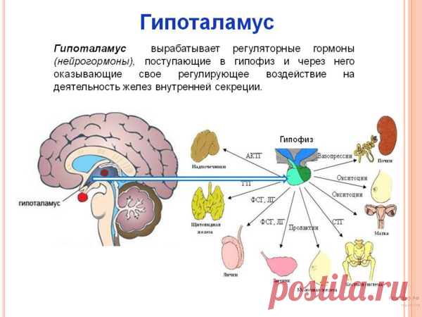ГОРМОНЫ-Биология