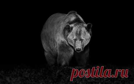 Фотограф Трой Мот, очарованный дикой природой