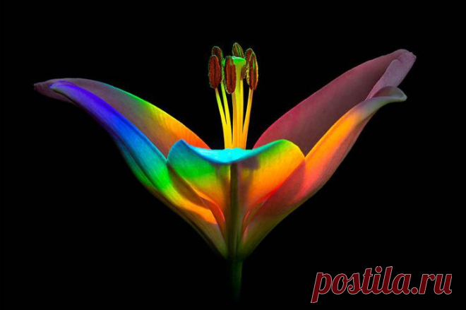 Лучшие макроснимки Macro Art Photography Awards