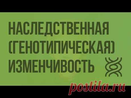 Наследственная (генотипическая) изменчивость - YouTube