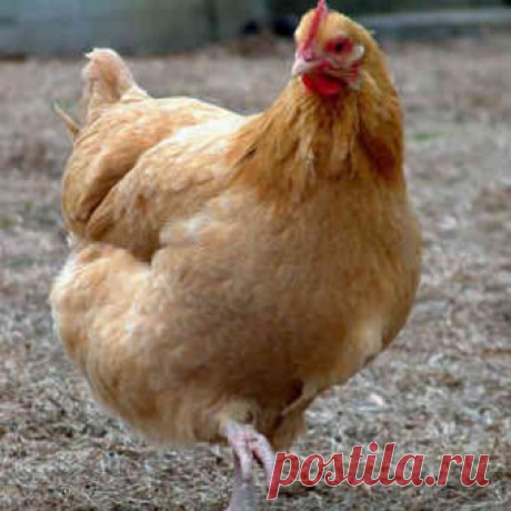Яйценоскость кур: сколько несутся куры?