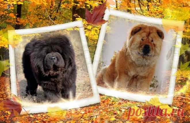 У нас радостное событие! 07.11.2015 в нашем питомнике "Алтын Арыстан" (Золотой лев) родились долгожданные первенцы! Их родители, прекрасная пара - мать ODRI MONIKA DELUXE - Манана и отец CH-DALEN FEVE DES RIOS - Федя. У нас шесть малышей! Три мальчика (1 красный и 2 черных) и три девочки (1 черная и 2 красных).