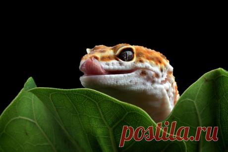 Любителям экзотических животных.
Мир экзотических животных поражает своим разнообразием и уникальностью. От ярких попугаев до загадочных рептилий — каждое существо имеет свои особенности и требует особого ухода.
Изображение от Изображение от kuritafsheen77 на Freepik